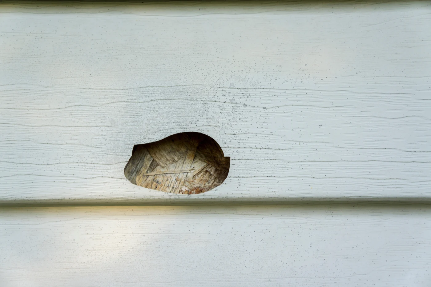 A close-up of some old white vinyl siding with a hole in it from hail, with the backboard showing water damage.