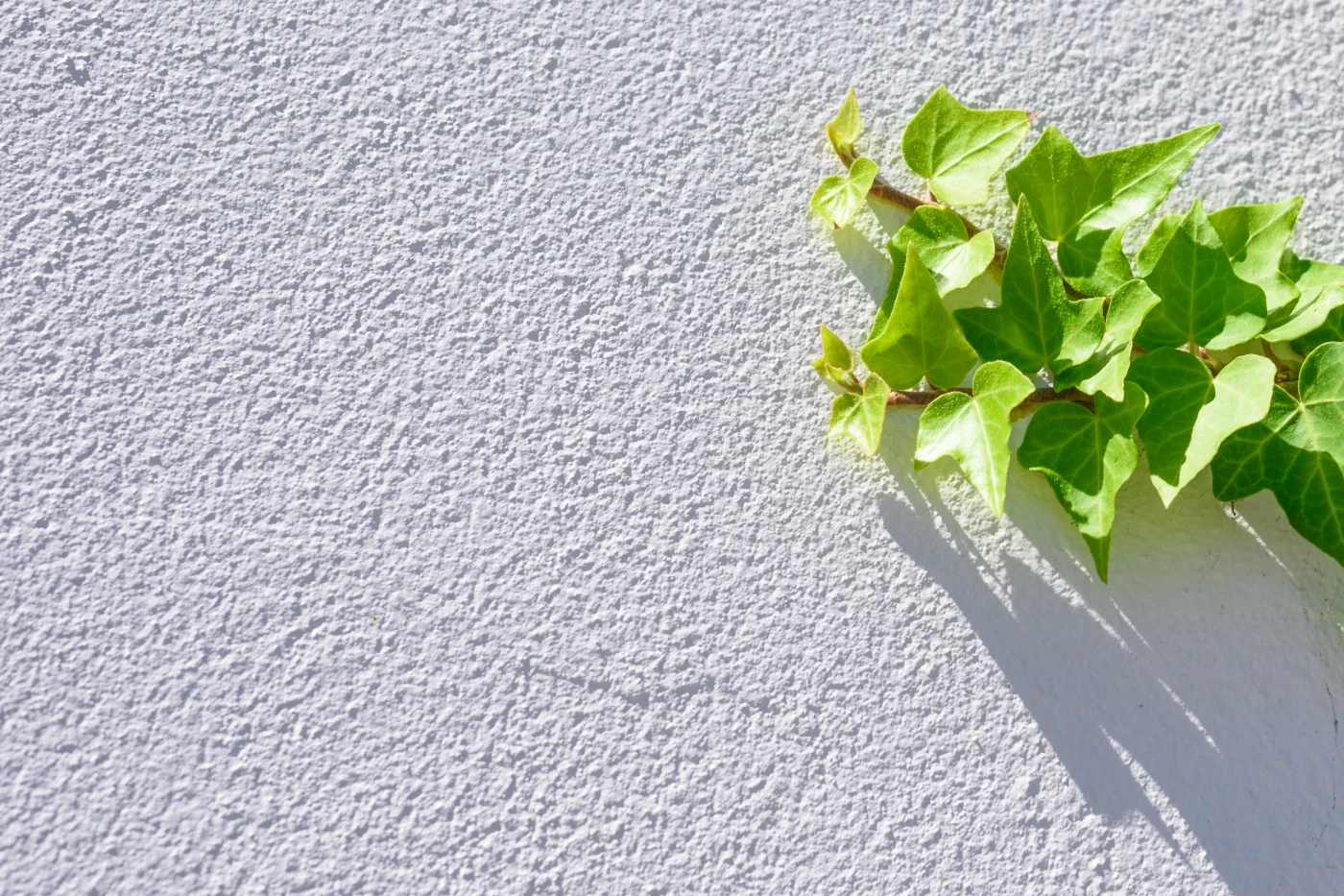 Fresh Ivy Green Leaves Climbing On White Textured Wall Backgroun
